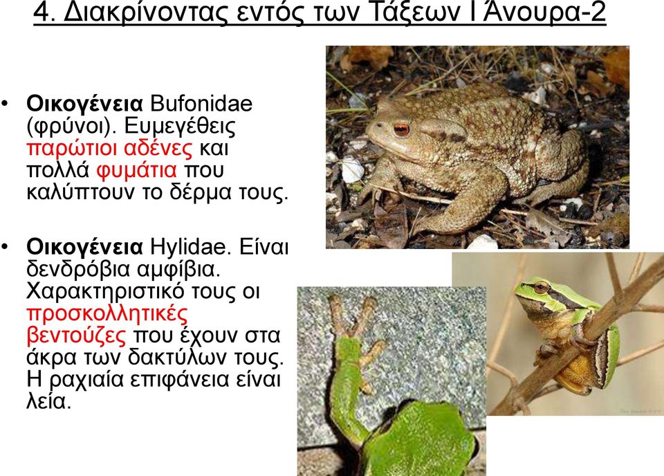 Οηθνγέλεηα Hylidae. Δίλαη δελδξόβηα ακθίβηα.