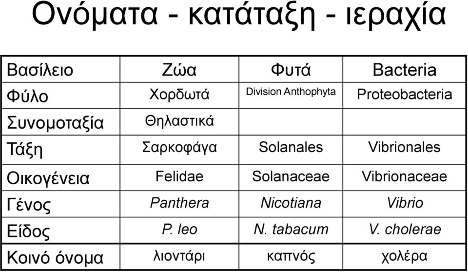 Solanales Vibrionales Οηθνγέλεηα Felidae Solanaceae Vibrionaceae Γέλνο