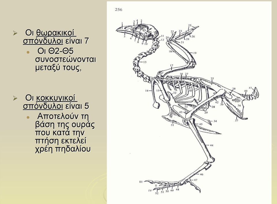σπόνδυλοι είναι 5 Αποτελούν τη βάση της