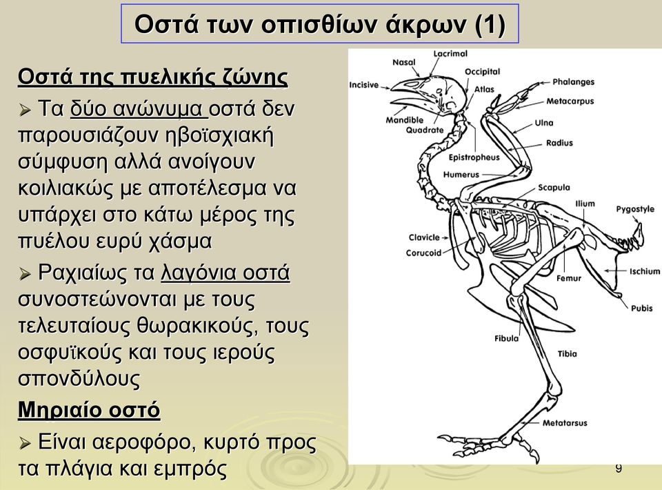 πυέλου ευρύ χάσμα Ραχιαίως τα λαγόνια οστά συνοστεώνονται με τους τελευταίους θωρακικούς,