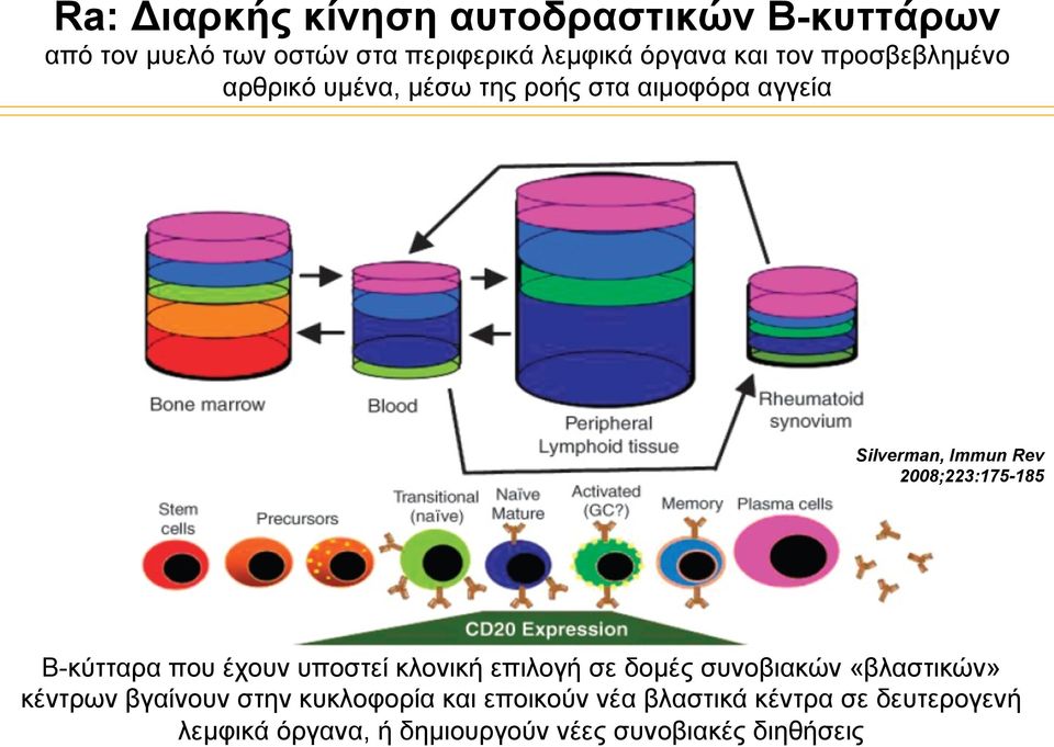 Β-κύτταρα που έχουν υποστεί κλονική επιλογή σε δοµές συνοβιακών «βλαστικών» κέντρων βγαίνουν στην