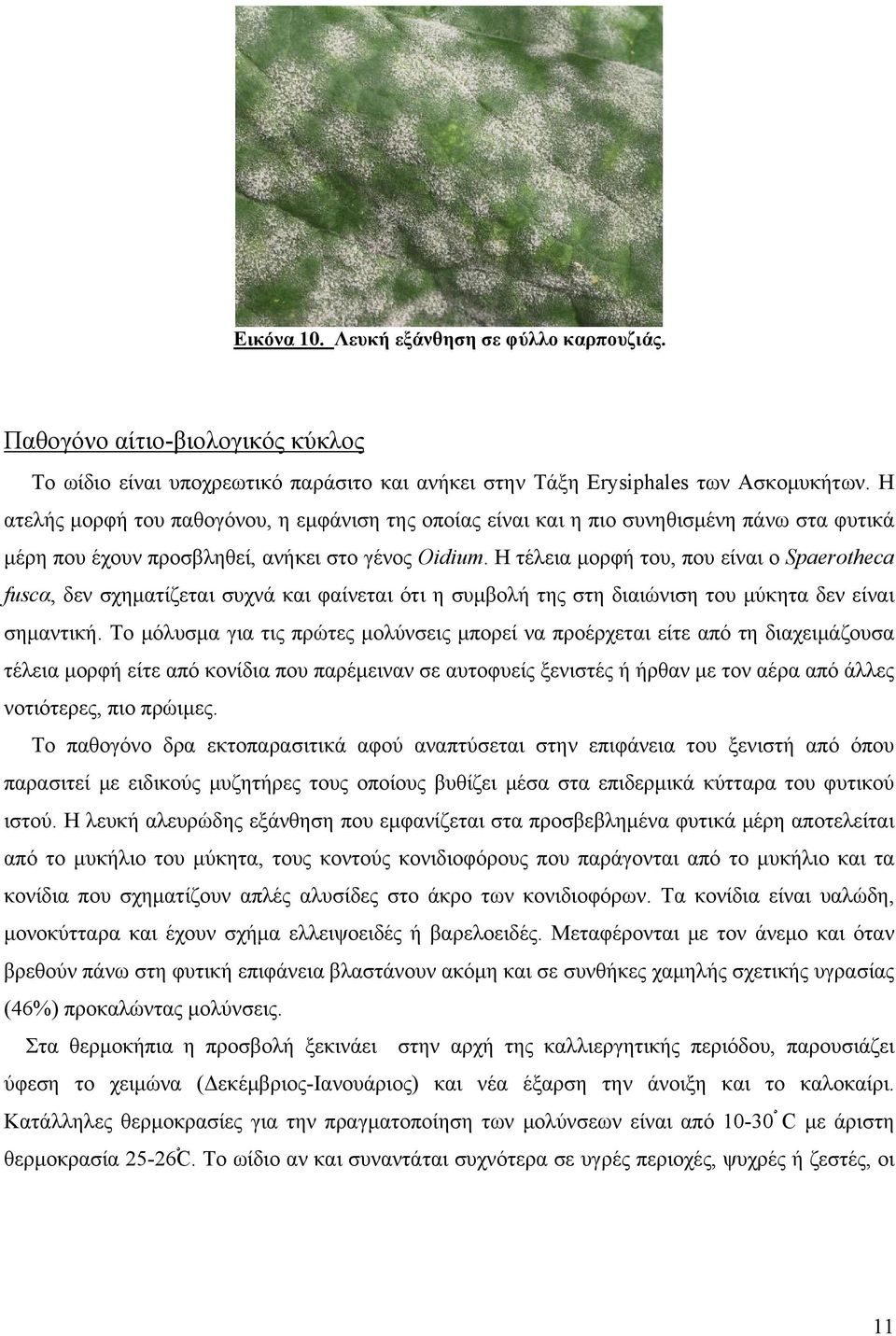 Η τέλεια μορφή του, που είναι ο Spaerotheca fuscα, δεν σχηματίζεται συχνά και φαίνεται ότι η συμβολή της στη διαιώνιση του μύκητα δεν είναι σημαντική.