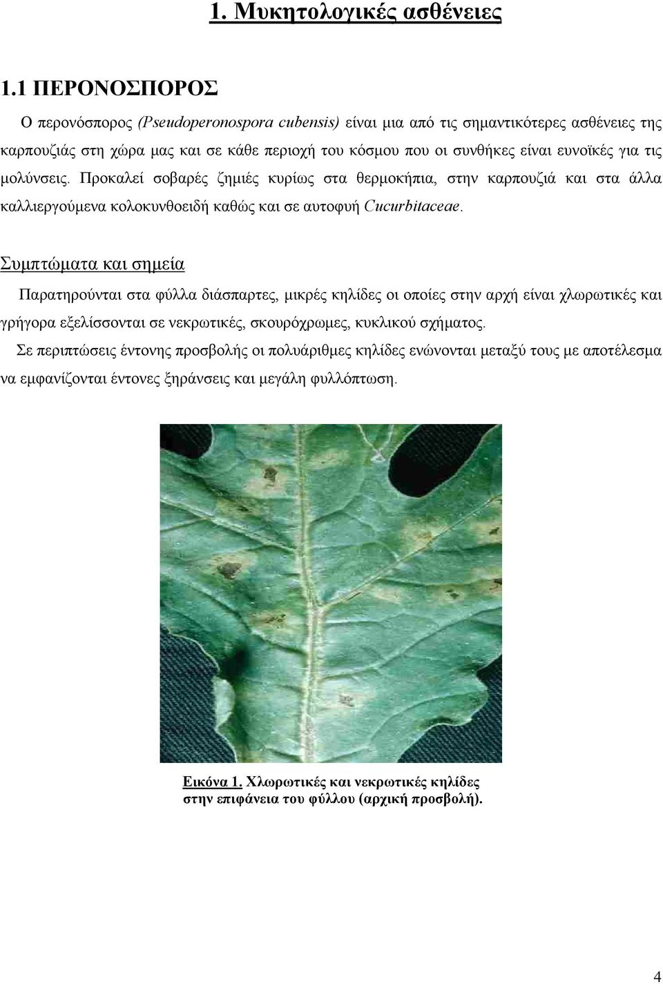 μολύνσεις. Προκαλεί σοβαρές ζημιές κυρίως στα θερμοκήπια, στην καρπουζιά και στα άλλα καλλιεργούμενα κολοκυνθοειδή καθώς και σε αυτοφυή Cucurbitaceae.