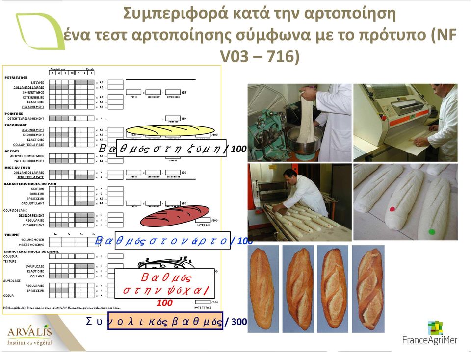 V03 716) Βαθμός στη ζύμη/ 100 Βαθμός στον
