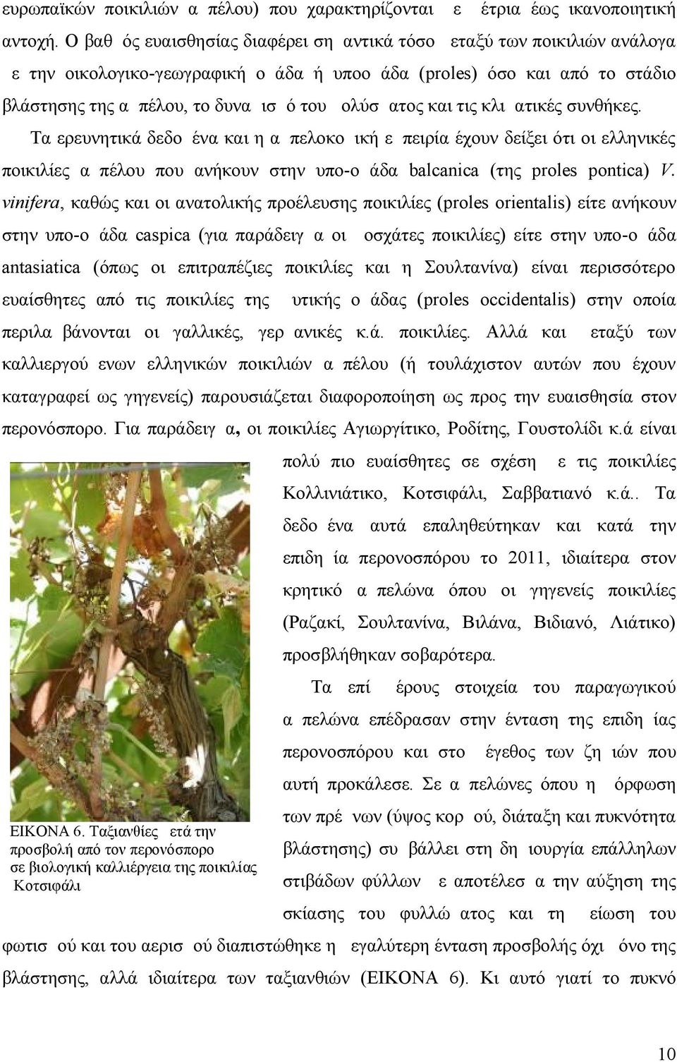 μολύσματος και τις κλιματικές συνθήκες. Τα ερευνητικά δεδομένα και η αμπελοκομική εμπειρία έχουν δείξει ότι οι ελληνικές ποικιλίες αμπέλου που ανήκουν στην υπο-ομάδα balcanica (της proles pontica) V.