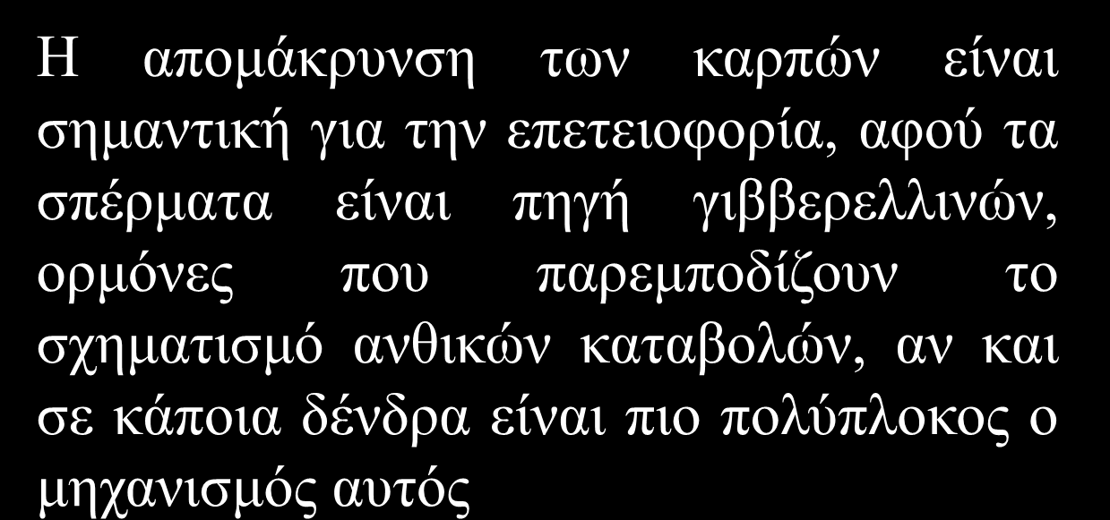 Υπάρχει κίνδυνος αν μετά την περίοδο αυτή συμβούν παγετοί να έχουμε μεγάλη ζημιά στην εναπομένουσα παραγωγή (επιπλέον «αραίωμα» λόγω παγετού) Η απομάκρυνση των καρπών είναι σημαντική