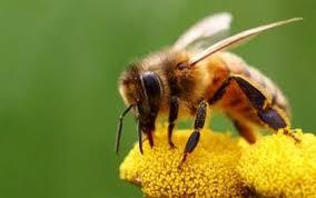 Η Καταγωγή των Μελισσών Oι μέλισσες εμφανίστηκαν στη γη πριν από 80 εκατομμύρια χρόνια, περίπου, και