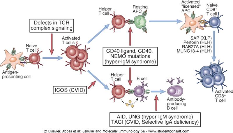 Ανοσοανεπάρκειες ενεργοποίησης λεμφοκυττάρων Immunodeficiency caused by defects in B and T cell activation.