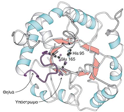 Η πρόσδεση του υποστρώματος γίνεται στην θηλιά Η θέση των αμινοξέων στο ενεργό κέντρο του