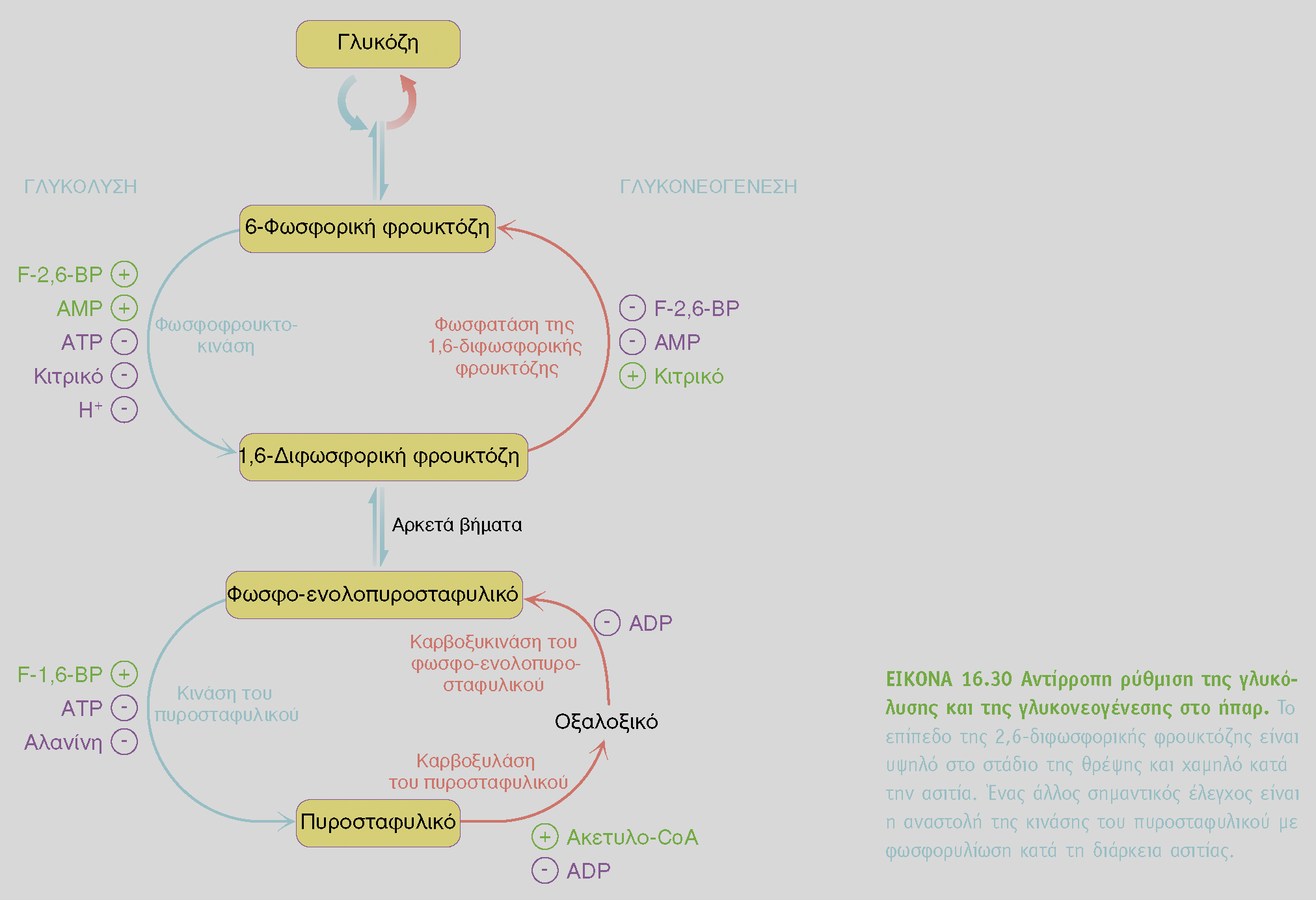 Υψηλό ενεργειακό φορτίο H γλυκόλυση και η γλυκονεογένεση είναι πορείες εξωενεργές κάτω από κυτταρικές συνθήκες (δεν υπάρχει θερμοδυναμική φράγμα) H αλληλομετατροπή F-6-P --> F-1,6-BP ελέγχεται