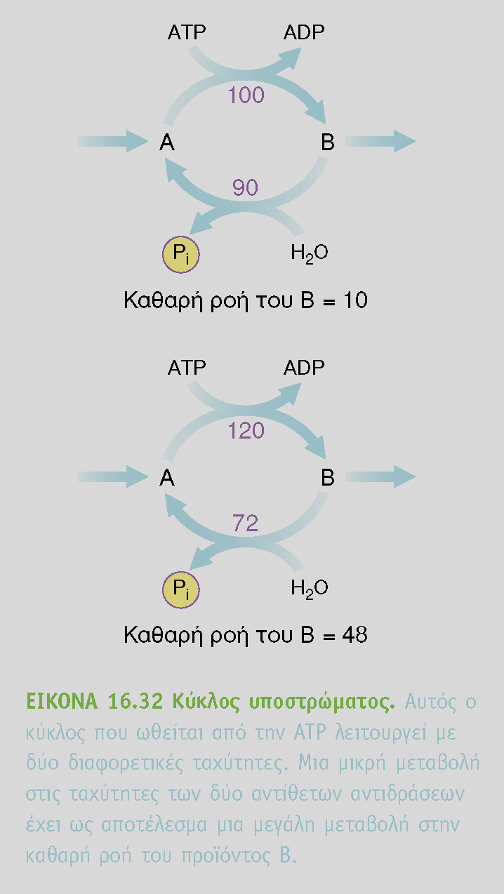 Οι κύκλοι υποστρώματος ενισχύουν μεταβολικά σήματα και παράγουν θερμότητα Ένα ζεύγος αντιδράσεων όπως φωσφορυλίωση 6-φωσφορικης φρουκτόζης σε 1, 6-φωσφορικης και υδρόλυση πάλι σε 6-φωσφορικης