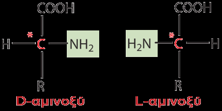 Αμινοξέα με βασική πλευρική ομάδα ΝΗ 2 (βασικά αμινοξέα) Από τα 20 α-αμινοξέα ο ανθρώπινος οργανισμός μπορεί να βιοσυνθέσει τα έντεκα, ενώ τα υπόλοιπα πρέπει να τα λάβει με τις τροφές και για αυτό