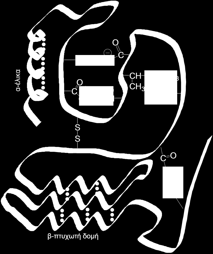 Σχήμα 22.3 Τριτοταγής δομή πρωτεϊνών. Με ( ) συμβολίζονται οι δεσμοί υδρογόνου. 22.3.4 Τεταρτοταγής δομή πρωτεϊνών Η τεταρτοταγής δομή είναι το ανώτερο επίπεδο οργάνωσης των πρωτεϊνών.