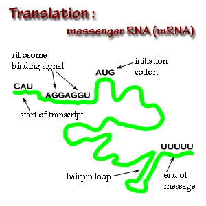 Αγγελιοφόρο RNA Προκύπτει από τη μεταγραφή των γονιδίων πάνω στο DNA Περιέχει και μεταφέρει κωδικοποιημένη την πληροφορία