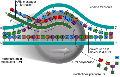 RNA)