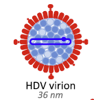 Ο ιός της ηπατίτιδας D είναι ελλειμματικός RNA ιός και χρειάζεται τον HBV για να προκαλέσει μόλυνση Μοναδικό μέλος της οικογένειας των δέλτα ιών, είναι ο μικρότερος ιός που μολύνει τον άνθρωπο 5% των