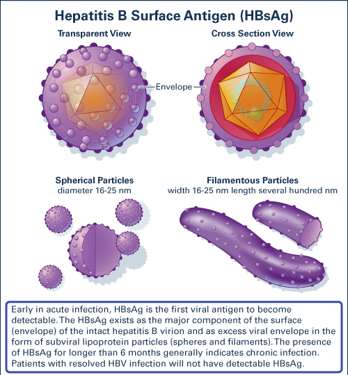 HBsAg (Αντιγόνο Επιφανείας) O πρώτος δείκτης που ανιχνεύτηκε το 1967 HBsAg+ σημαίνει ενεργό λοίμωξη από τον ιό HBsAg+ > 6 μήνες σημαίνει χρονία λοίμωξη Αnti-HBs (Αντίσωμα έναντι του αντιγόνου