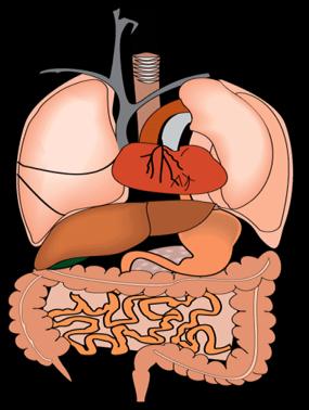 infertility polycystic ovarian syndrome Osteoarthritis Skin Gout Idiopathic intracranial hypertension Stroke Cataracts Coronary heart