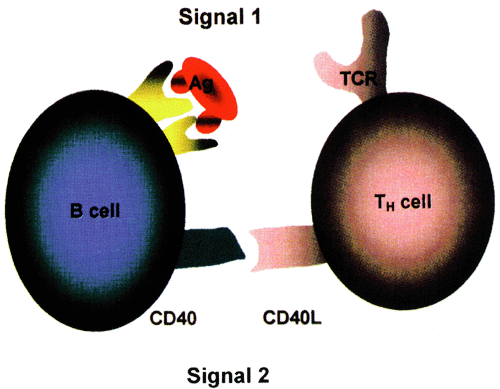 Aktivácia T-lymfocytov - vyžaduje pôsobenie minimálne dvoch