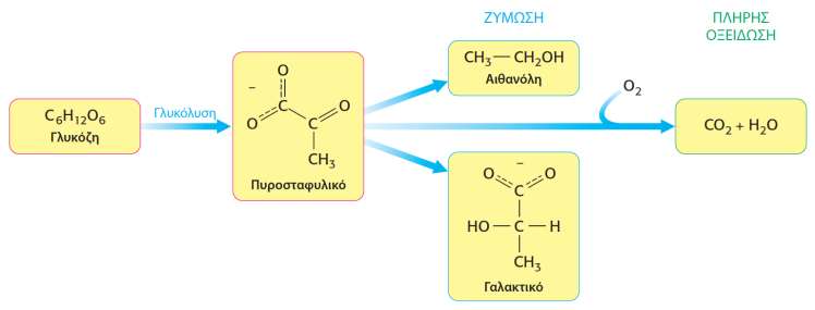ΓΛΥΚΟΛΥΣΗ Μερική οξείδωση της γλυκόζης προς πυροσταφυλικό - 2 + 2 ATP Η γλυκόλυση συμβαίνει σε όλους τους ιστούς ακόμη και απουσία οξυγόνου (αναερόβια) Το