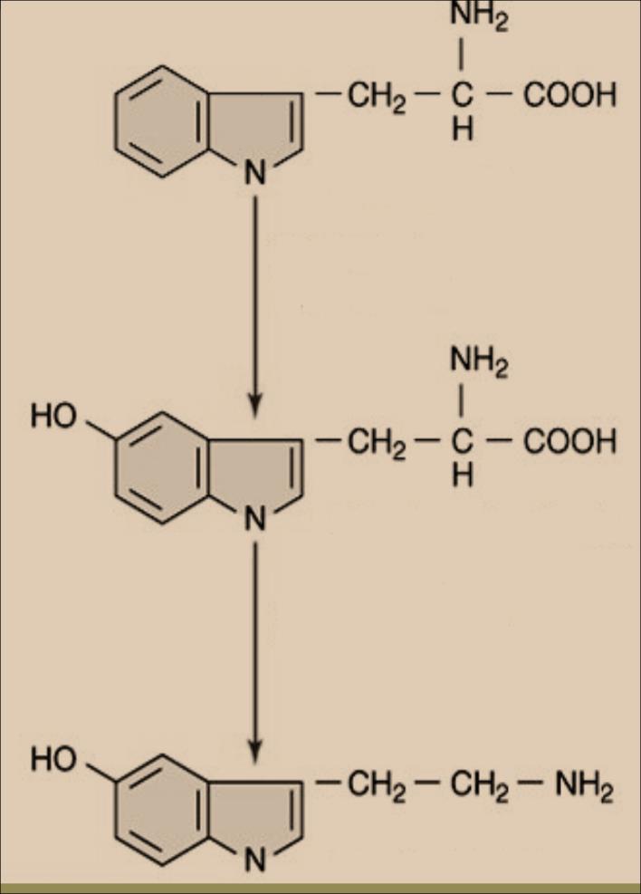 Rolul vitaminei B6 (sub forma coenzimei piridoxal fosfat - PLP) in sinteza noradrenalinei si a serotoninei TIROZINA L-DOPA