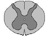 , 1996) controlul inhibitor al neuronilor nociceptori din măduva spinării (Fu si colab.