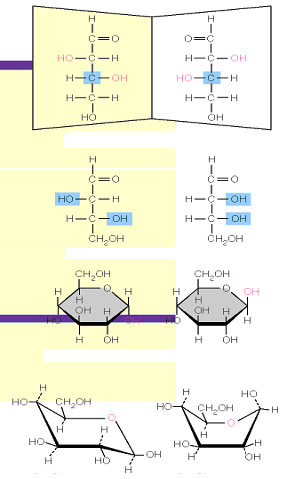 Μονοσακχαρίτες: Σύνταξη - Στερεοϊσομέρεια Εναντιοστερομερή D θρεόζη L θρεόζη Διαστερεομερή D θρεόζη