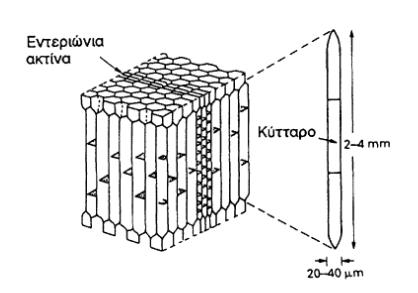 3.2 Μικροσκοπική δομή -Τραχεΐδες (κωνοφόρα) Κυψελοειδούς μορφής // αξονική διεύθυνση -Μέλη αγγείων (πλατύφυλλα) -Ίνες (πλατύφυλλα)