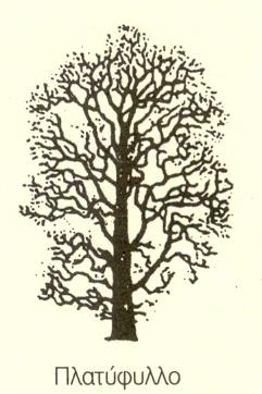 2.1 Ταξινόμηση δέντρων Κωνοφόρα: «Μαλακή ξυλεία» (softwood) -Πεύκη -Ελάτη -Κυπαρίσσι -Λάρτζινο Πλατύφυλλα: «Σκληρή ξυλεία» (hardwood)