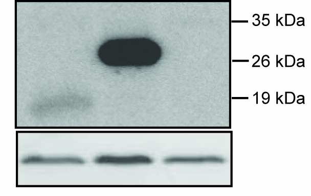 Α Β επαγωγή του CecB1.luc (%) Γ 125 a 100 75 a,b * b *** b 50 25 0 C Ank1 Ank2 Ank4 a-myc επαγωγή του CecB1.