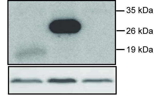 Α Β επαγωγή του CecB1.luc (%) Γ 125 a 100 75 a,b * b *** b 50 25 0 C Ank1 Ank2 Ank4 a-myc επαγωγή του CecB1.