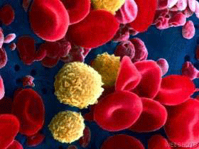 κοκκιοκύτταρα μονοκύτταρα (αίμα,
