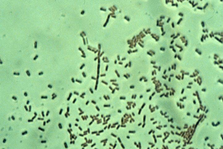 Βακτήρια Μονοκύτταροι μικροοργανισμοί, πάρα πολύ μικροί (διαστάσεις σε μm) Σχήμα: Ραβδοειδής (βάκιλλοι)
