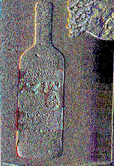 Εικ. (15) Στην παραπάνω φωτογραφία διακρίνεται ο Γραμμικός αμπελώνας στο Κτήμα Αποστολόπουλου.