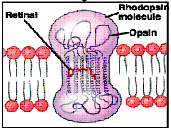 Excitarea bastonaselor Energie luminoasa cand rodopsina Rodopsina N x Transducina este activata Batorodopsina (n sec) Lumirodopsina µ sec N x fosfodiesteraze Metarodosina I (m sec) Scade GMPc