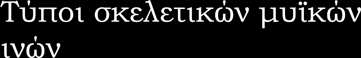 Οξειδωτικές ή ερυθρές ίνες: Ίνες με υψηλή ικανότητα οξειδωτικής φωσφορυλίωσης, πολλαπλά μιτοχόνδρια.
