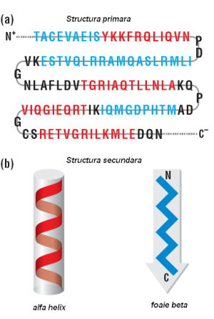 Structura proteinelor Nivele de organizare structurală Există 4 nivele de organizare structurală : primară, seundară, tertiară,