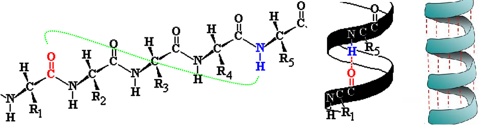 Structura secundară - Helix =-57 o, =-47 o => Structură helicoidală, sensul de răsucire către dreapta, Stabilizată prin legăturile de hidrogen formate între gruparea C=O a aminoacidului n şi