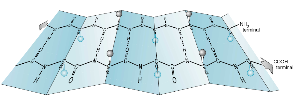 Caracteristicile structurii foaie β φ= -139 o ψ= +135 o (fragmente antiparalele) Structură în zig-zag, radicalii sunt alternativ deasupra,