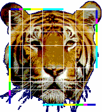 Εικόνα 3: Χρυσά ευθύγραμμα τμήματα στο πρόσωπο της τίγρης ΣΤΟ ΨΑΡΙ ΑΓΓΕΛΟΣ Κάθε βασικό χαρακτηριστικό του σώματος του ψαριού άγγελος πέφτει στη χρυσή τομή όπως το πλάτος και το μήκος του.