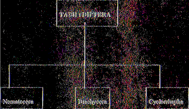 ΕΙΣΑΓΩΓΗ Η τάξη των Διπτέρων (Díptera) περιλαμβάνει 100.000 περίπου γνωστά είδη και αποτελεί, από υγειονομική άποψη, τη σπουδαιότερη τάξη εντόμων.