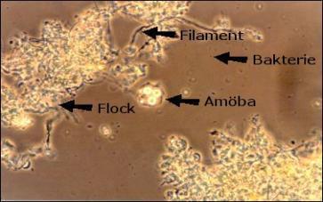 Μικροοργανισμοί ενεργού ιλύος Χημειοετερότροφα βακτήρια (Βακτήρια που αποικοδομούν την οργανική ύλη, Απονιτροποιητικά βακτήρια).