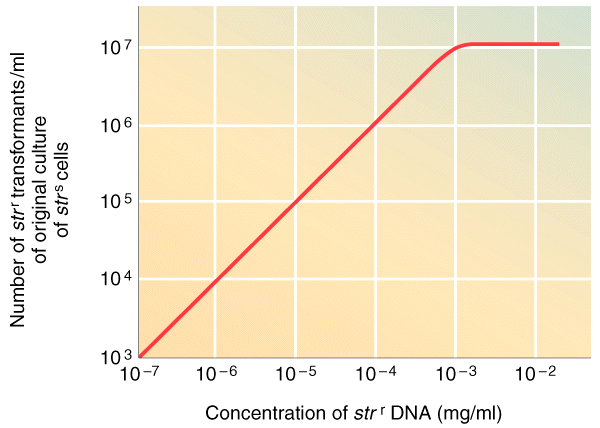 Αριθμός μετασχηματισμένων κυττάρων Συγκέντρωση DNA (mg/ml) Γραφική