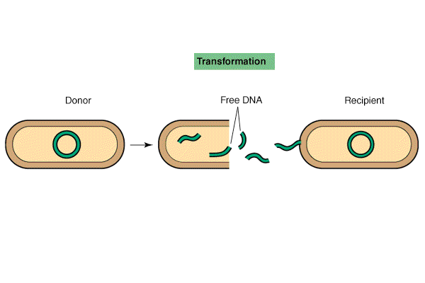 Μετασχηματισμός Ενα βακτηριακό κύτταρο αποκτά DNA από το περιβάλλον