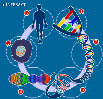 η αποσαφήνιση δηλαδή του τρόπου με τον οποίο, η αλληλουχία των αζωτούχων βάσεων του DNA, καθορίζει συγκεκριμένες γενετικές