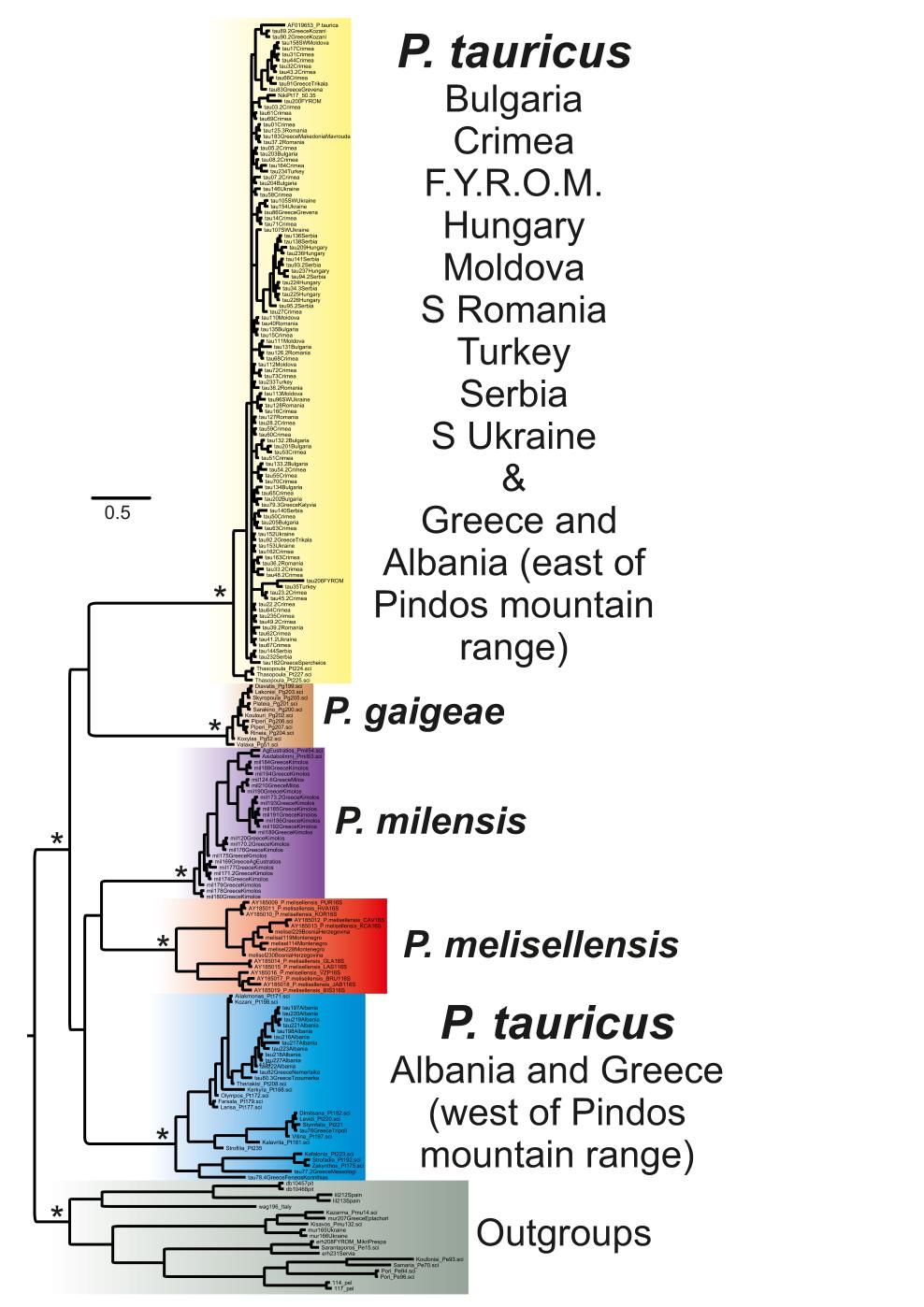 2 mtdna genes dataset (+ Hungary, S Moldova & Crimea) (IUCN) 1. P. tauricus - NE 2. P. tauricus - SW 7.