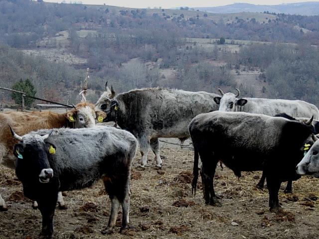 Επιλογή φυλών προτιμώνται οι αυτόχθονες φυλές ζώων που προσαρμόζονται στις τοπικές συνθήκες,