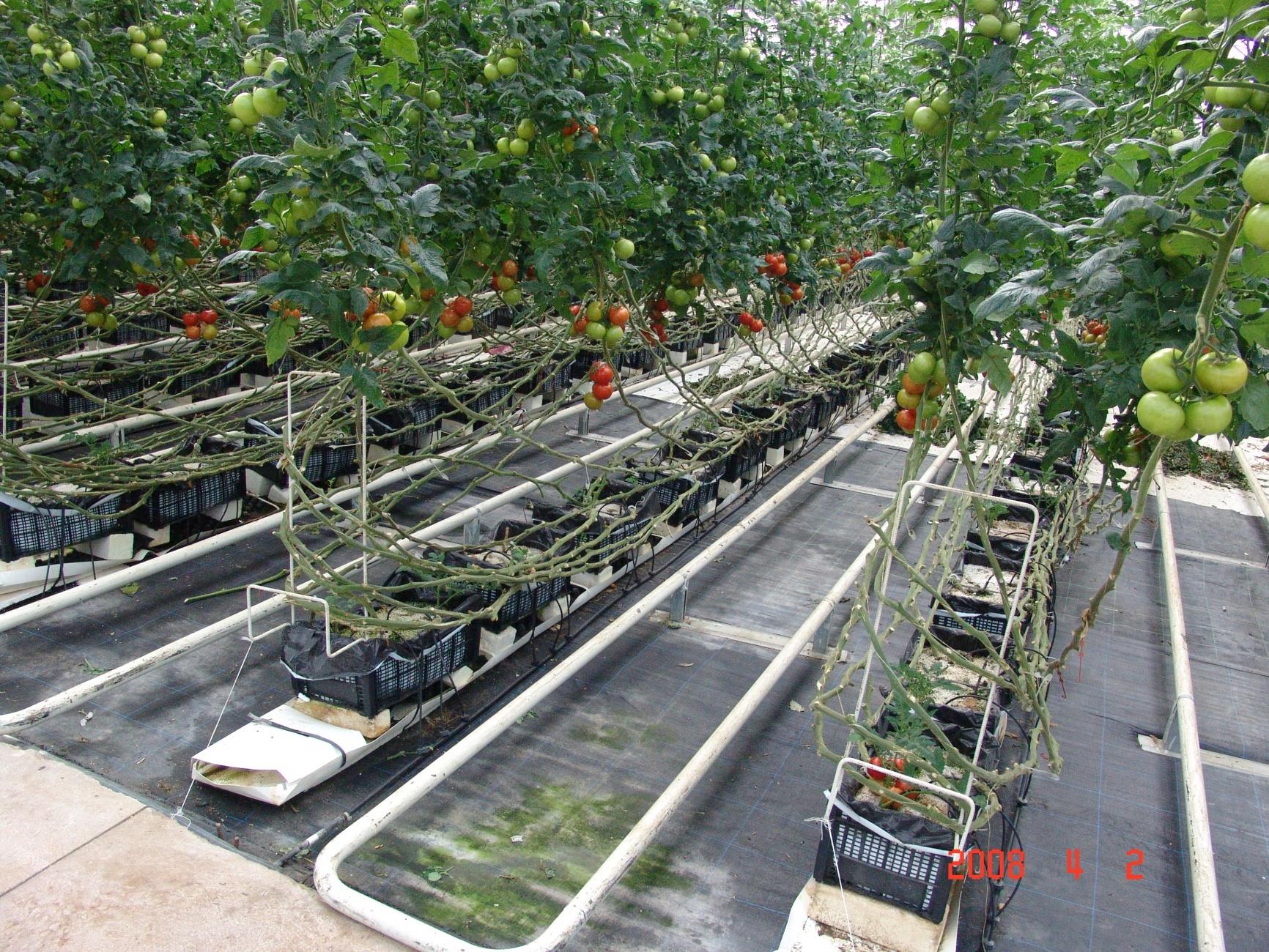 Τομάτα καλλιεργούμενη
