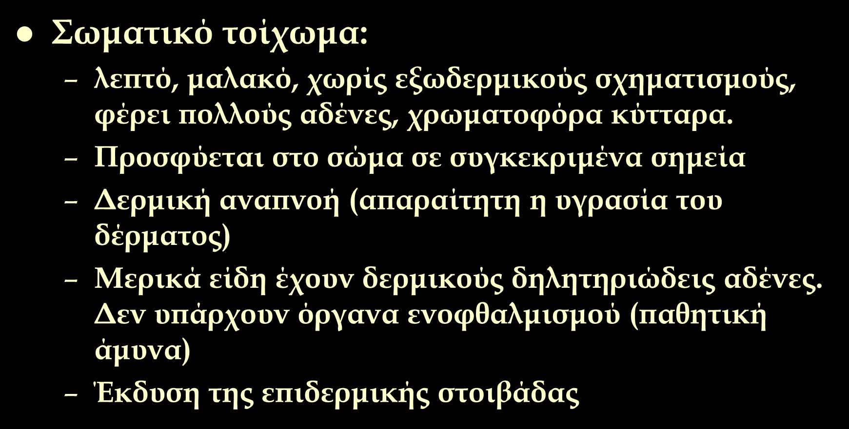 Γενικά χαρακτηριστικά Σωματικό τοίχωμα: λεπτό, μαλακό, χωρίς εξωδερμικούς σχηματισμούς, φέρει πολλούς αδένες, χρωματοφόρα κύτταρα.