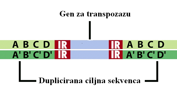 IS sekvence Najjednostavnije građeni transpozoni, dužine 700-2500 bp, kodiraju samo